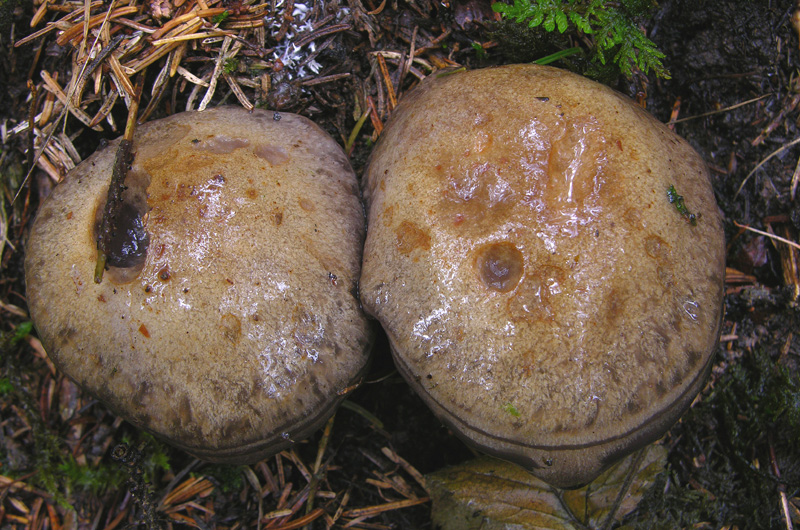 Cortinarius infractus (Pers.:Fr) Fr. Scheda fotografica